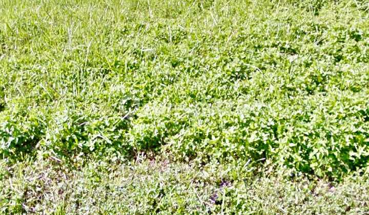 Dijual Kavling Tanah Woodland Citraland Dekat Pasar Modern Ciputra