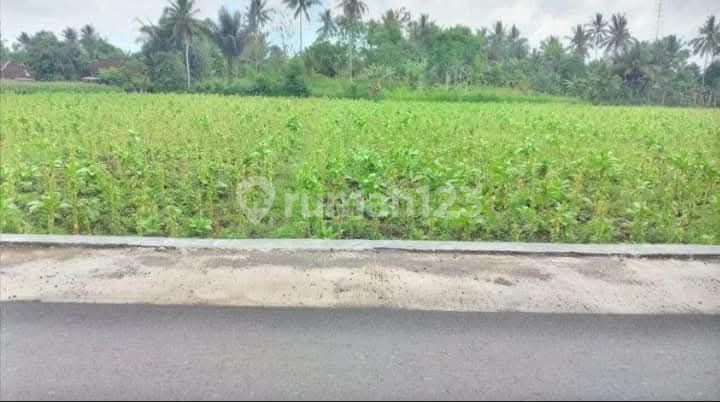 Di Jual Tanah Di Montong Gamang Lombok Tengah Ntb