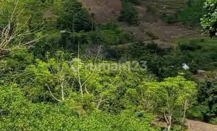 Di Jual Tanah di Mekarsari Dekat Selong Belanak Lombok Tengah Ntb