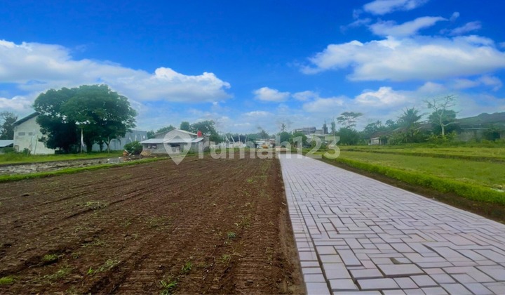 2 Freehold Land Titles in West Sleman, Jogja-Magelang Road, Exotic Rice Field View 2 Freehold Land Titles in West Sleman, Jogja-Magelang Road, Exotic Rice Field View