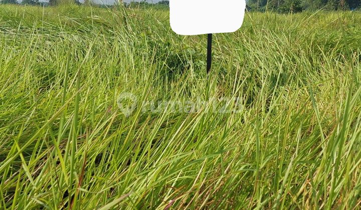 FOR SALE 3 PLOTS OF GREENLAND MENGANTI LAND (Can be purchased separately)