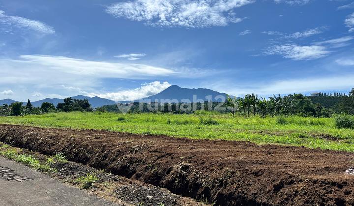 Tanah Strategis Dekat Jalan Raya Puncak Best View Tanah Strategis Dekat Jalan Raya Puncak Best View