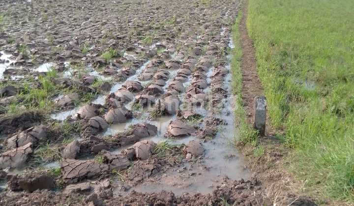 Dijual Sawah Sukajadi Cianjur Dijual Sawah Sukajadi Cianjur