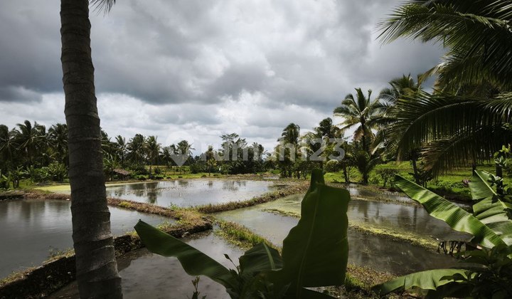 Tanah SHM Luas 5.215 M² di Pandeglang - bisa Cicilan Bertahap Tanah SHM Luas 5.215 M² di Pandeglang - bisa Cicilan Bertahap