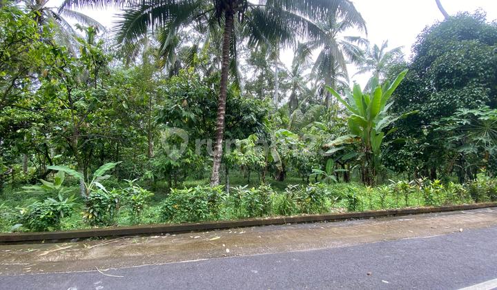 Tanah Zona Kuning Di Tabanan Bali Cocok Untuk Hunian Atau Villa
