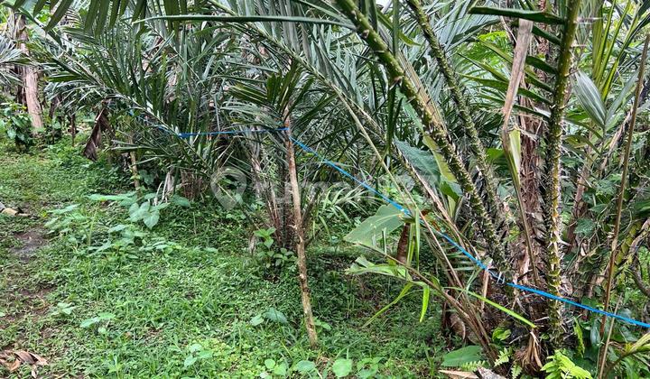 Kebun Salak Murah Di Tabanan Bali Berada Di Ketinggian 650 Mdpl