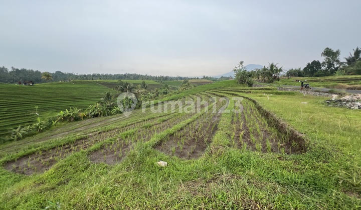 Tanah Pertanian Sawah Produktif dengan View Abadi Tanah Pertanian Sawah Produktif dengan View Abadi