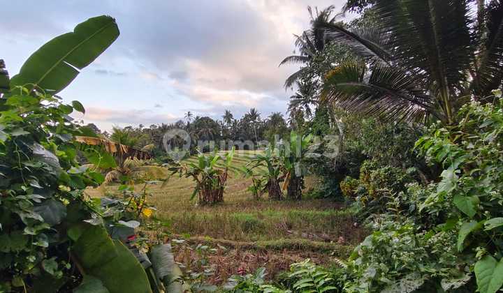 Tanah Murah Di Tabanan Bali View Sawah Dan Sungai