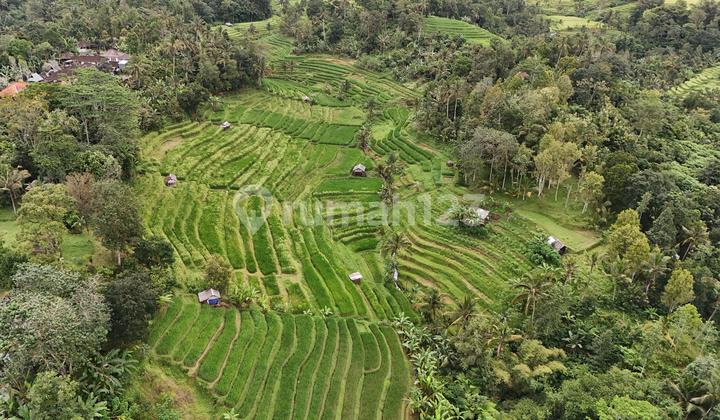 Tanah Murah Dengan View Gunung Dan Sawah Di Tabanan Bali Tanah Murah Dengan View Gunung Dan Sawah Di Tabanan Bali