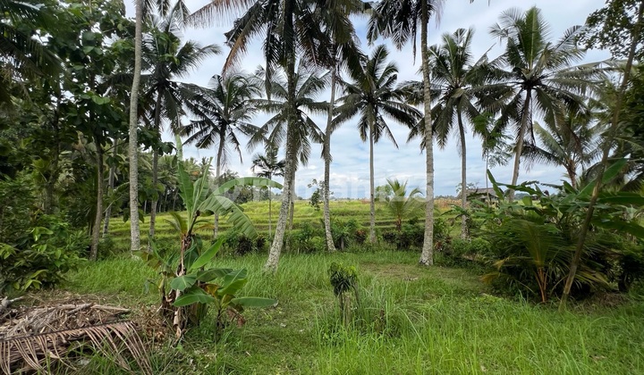 Tanah Luasan Kecil dengan View Sawah di Pinggir Jalan Tanah Luasan Kecil dengan View Sawah di Pinggir Jalan