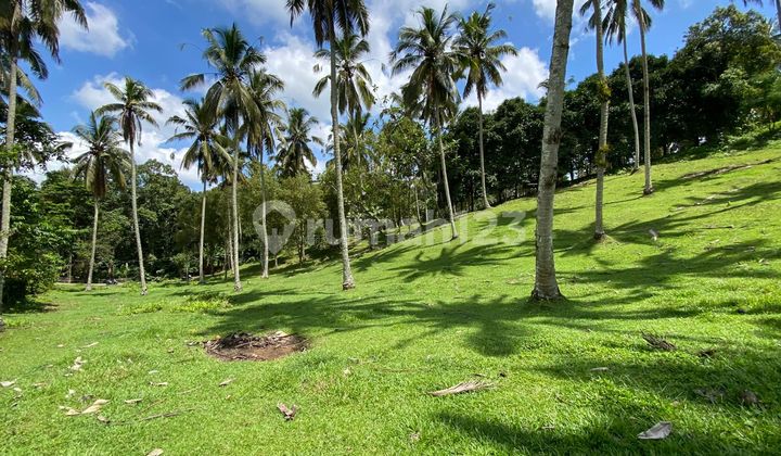 Tanah Dengan View Sawah Abadi Di Tabanan Bali Berada Di Kawasan Villa