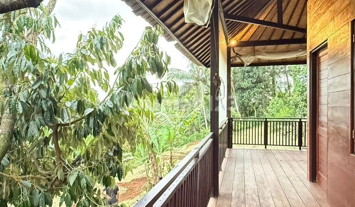 Kebun Durian Sudah Ada Bangunan Rumah Kayu di Tabanan Bali Kebun Durian Sudah Ada Bangunan Rumah Kayu di Tabanan Bali