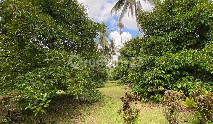 Mangosteen and Durian Gardens in Tabanan Bali Mangosteen and Durian Gardens in Tabanan Bali
