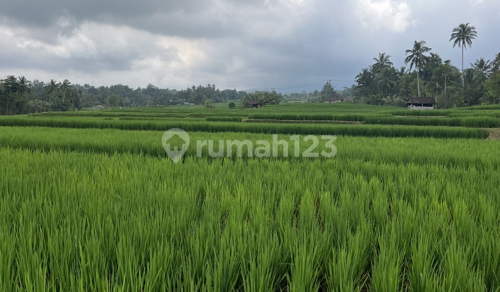 Tanah Sawah View Cantik Di Tabanan Bali 