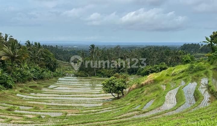 Tanah Di Tabanan Bali View Exotis Suasana Sejuk Dan Tenang