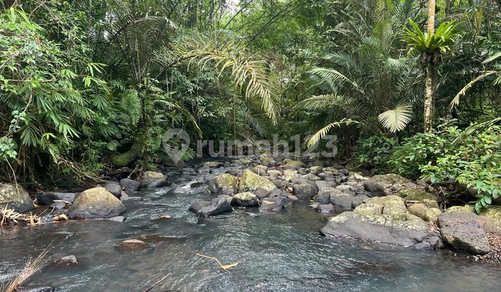 Tanah Murah Di Tabanan Bali View Jungle Los Sungai 