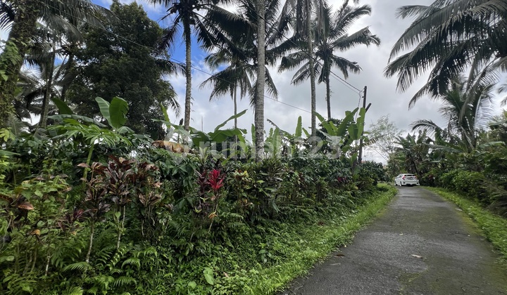 Buc Kebun Kopi Robusta Tanah Datar di Pinggir Jalan Kawasan Pariwisata Buc Kebun Kopi Robusta Tanah Datar di Pinggir Jalan Kawasan Pariwisata