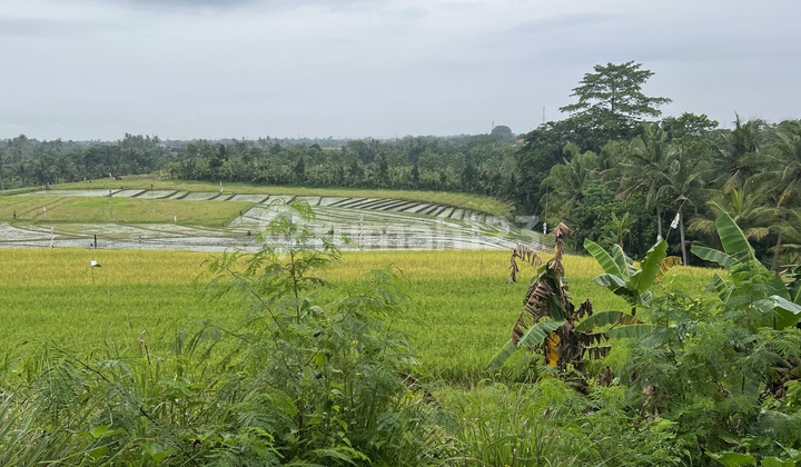 Rice Field View Yellow Zone in Villa Area Very Buc Rice Field View Yellow Zone in Villa Area Very Buc