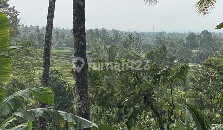 Buc Tanah dengan View Sawah Los Sungai Cocok untuk Villa Buc Tanah dengan View Sawah Los Sungai Cocok untuk Villa
