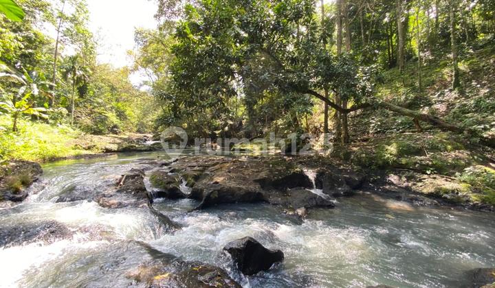 Tanah Dengan Pemadangan Jungle Los Sungai Murah Di Tabanan Bali