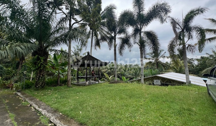Tanah Murah Kebun Manggis Dan Durian View Sawah