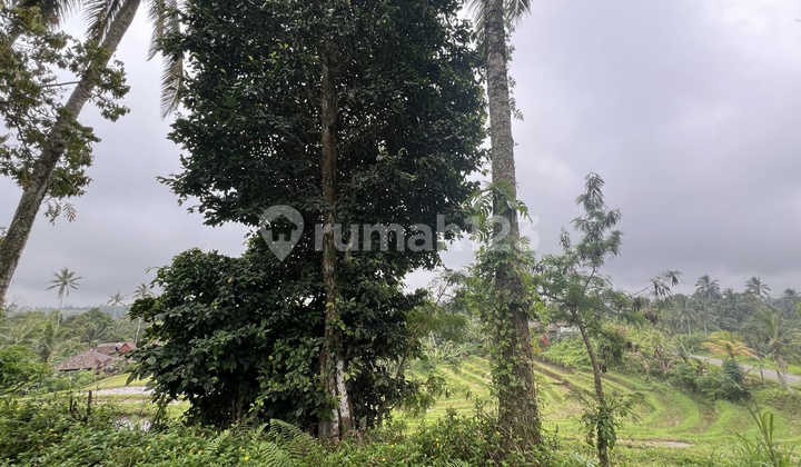 Tanah Kebun Duren View Sawah dan Gunung