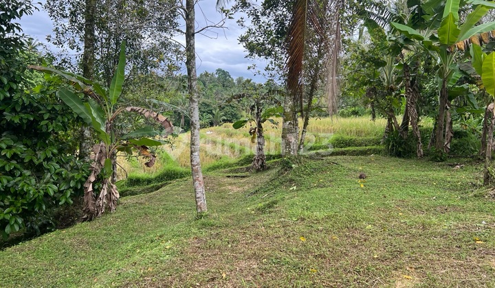 Los Sungai View Land Rice Fields Suitable for Residential Houses or Commercial Villas