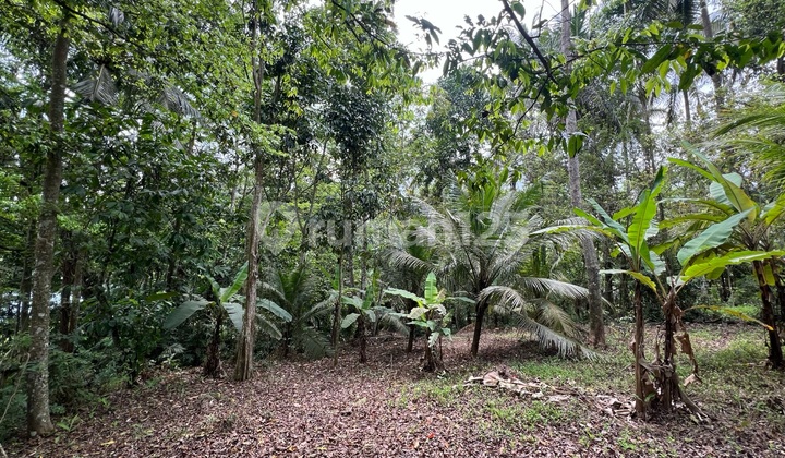 Tanah Luasan Kecil Zona Kuning Di Tabanan Bali