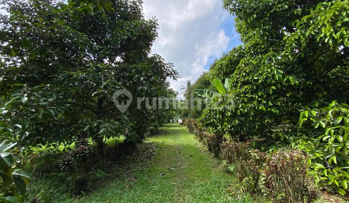 Mangosteen and Durian Gardens in Tabanan Bali Mangosteen and Durian Gardens in Tabanan Bali