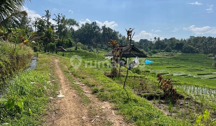 Tanah Murah Lagi Buc Di Tabanan Bali 