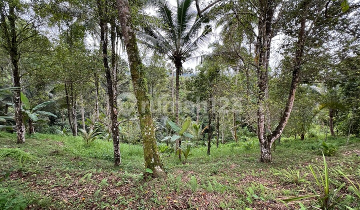 Buc Tanah Murah dengan View Sawah Perkebunan Durian dan Manggis Buc Tanah Murah dengan View Sawah Perkebunan Durian dan Manggis