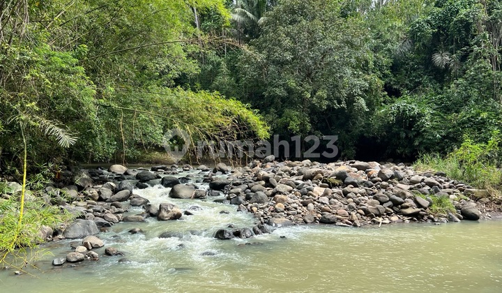 Los Sungai Jungle Land Already Has Buildings Along the Main Road