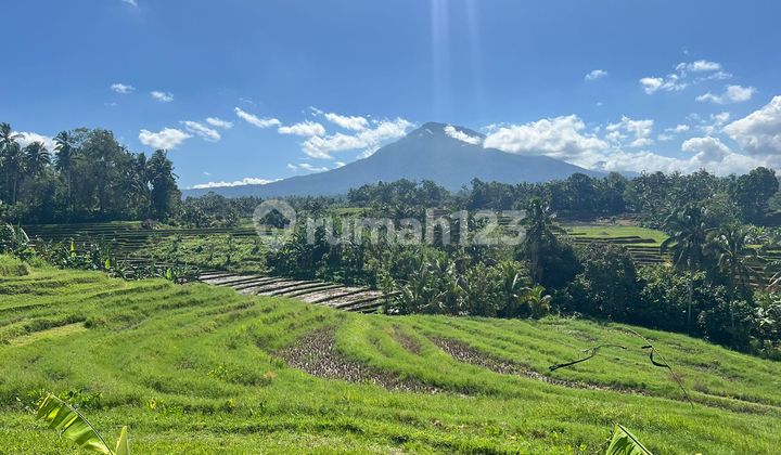 Tanah Murah Di Tabanan Bali View Gunung Batukaru Dan Sawah