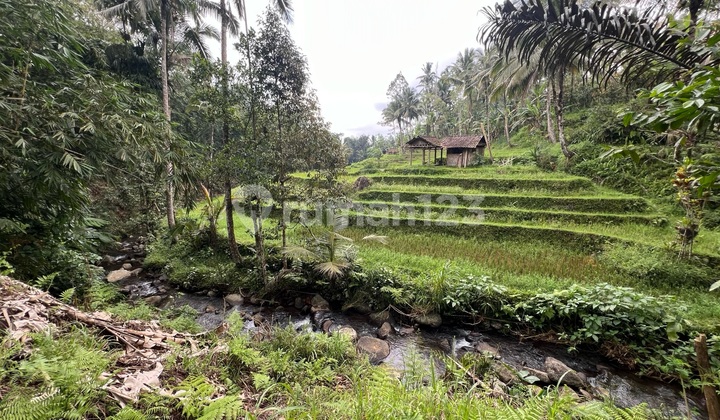 Tanah View Sawah .jungle Los Sungai Murah Di Tabanan Bali Tanah View Sawah .jungle Los Sungai Murah Di Tabanan Bali