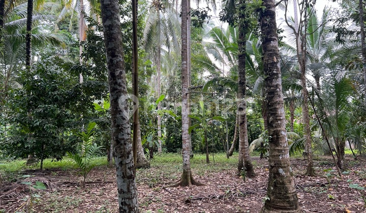 Tanah Datar Zona Kuning Kebun Durian Dan Manggis 
