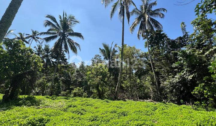 Kebun Murah Di Tabanan Sangat Produktif