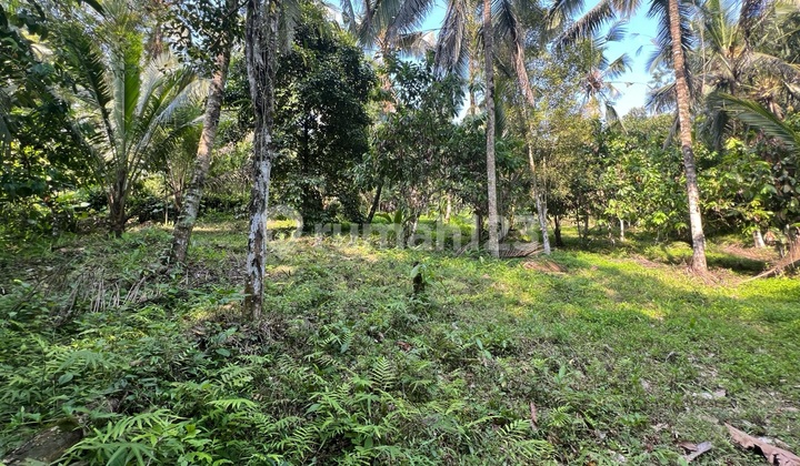 Kebun Manggis Dan Durian Murah Di Tabanan Bali