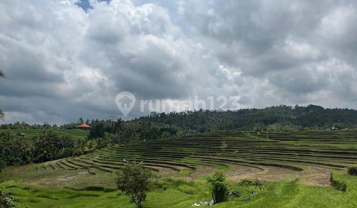 Tanah Plot Kecil Dengan View Sawah Terassering Di Tabanan Bali Cocok Untuk Hunian Pribadi