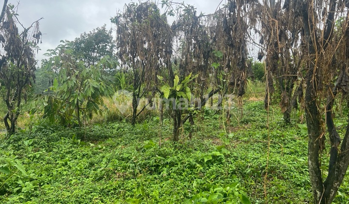 Cheap Land for Sale in Petang Badung with Mountain and Jungle View Cheap Land for Sale in Petang Badung with Mountain and Jungle View