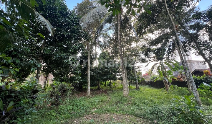 Tanah Datar Kebun Manggis Dan Durian Pinggir Jalan 