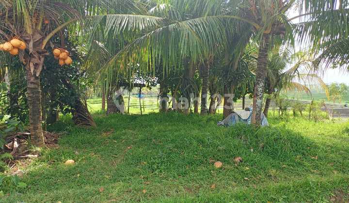 Tanah Zona Kuning Dekat Pantai Soka Tabanan dengan View Sawah dan Laut