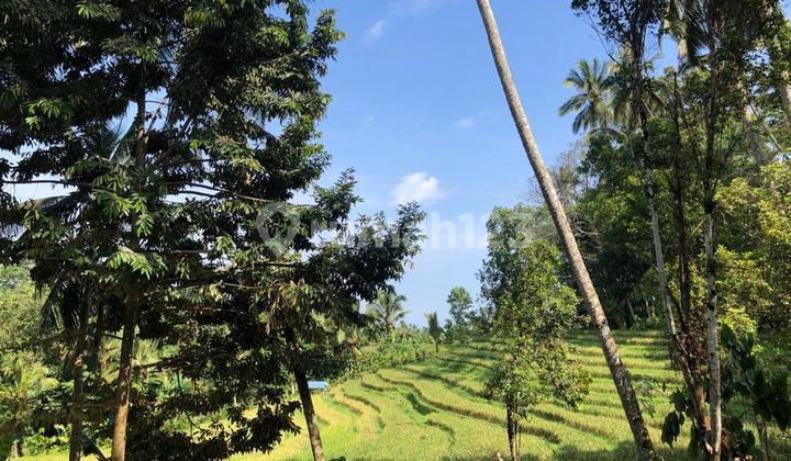 Tanah Murah Di Tabanan Bali Zona Kuning Dengan View Sawah Dan Sungai