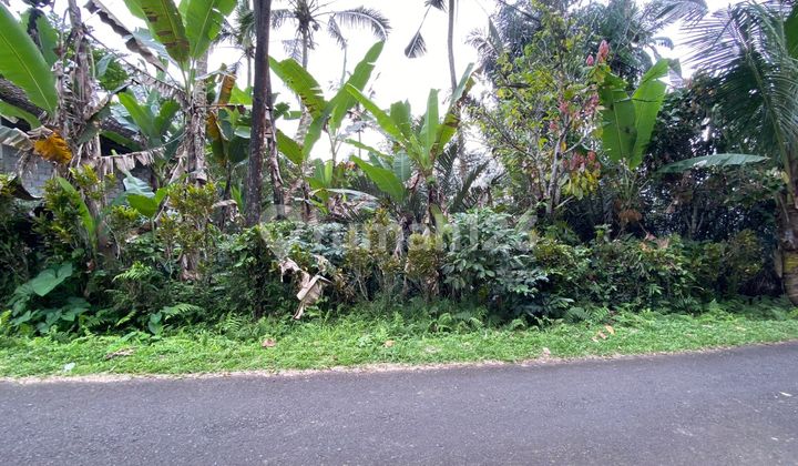 Tanah Kebun Luasan Kecil Cocok Untuk Hunian Pribadi Di Tabanan Bali 