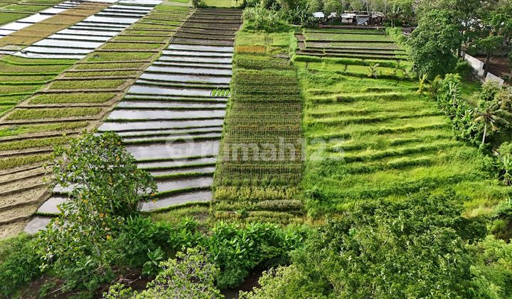 Tanah di Pantai Kelating Zona Pariwisata Los Sungai