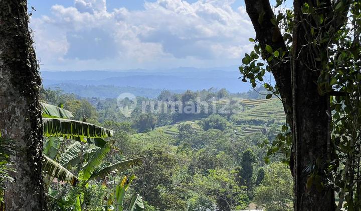 Robusta Coffee and Durian Plantation with Views of Rice Fields, Mountains, and Valleys