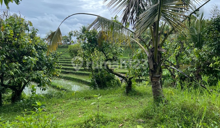 Tanah View Sawah Murah Cocok untuk Villa di Tabanan Bali