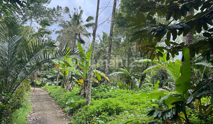 Tanah Murah Di Tabanan Kawasan Villa Kebun Sangat Subur 