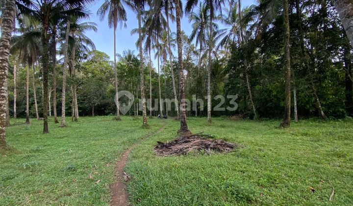 Tanah Murah Di Tabanan Bali Kontur Tanah Datar