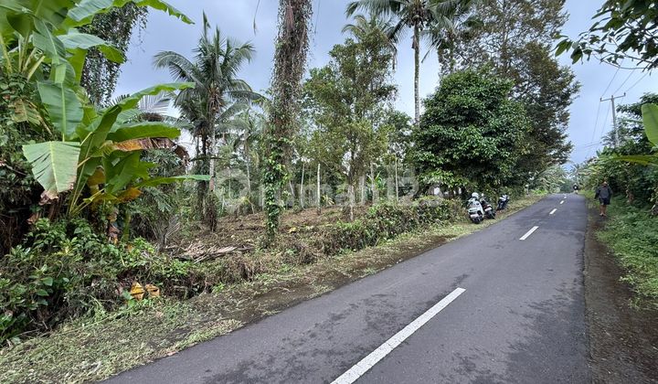 Tanah Di Kawasan Eco Torism Gunung Salak Tabanan Di Pinggir Jalan Aspal