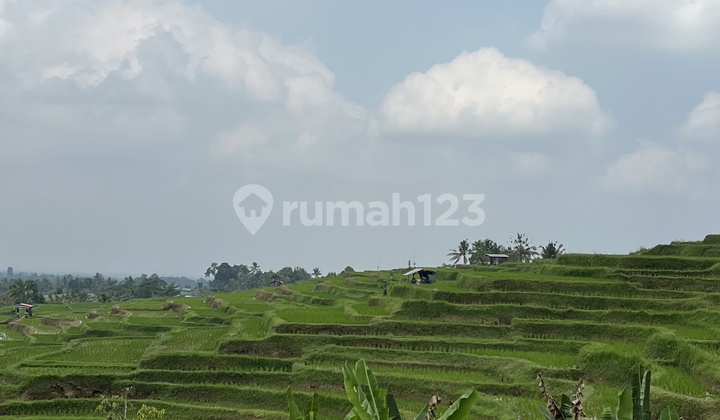 Tanah Murah Di Tabanan Bali View Sawah Cocok Untuk Hunian Atau Investasi